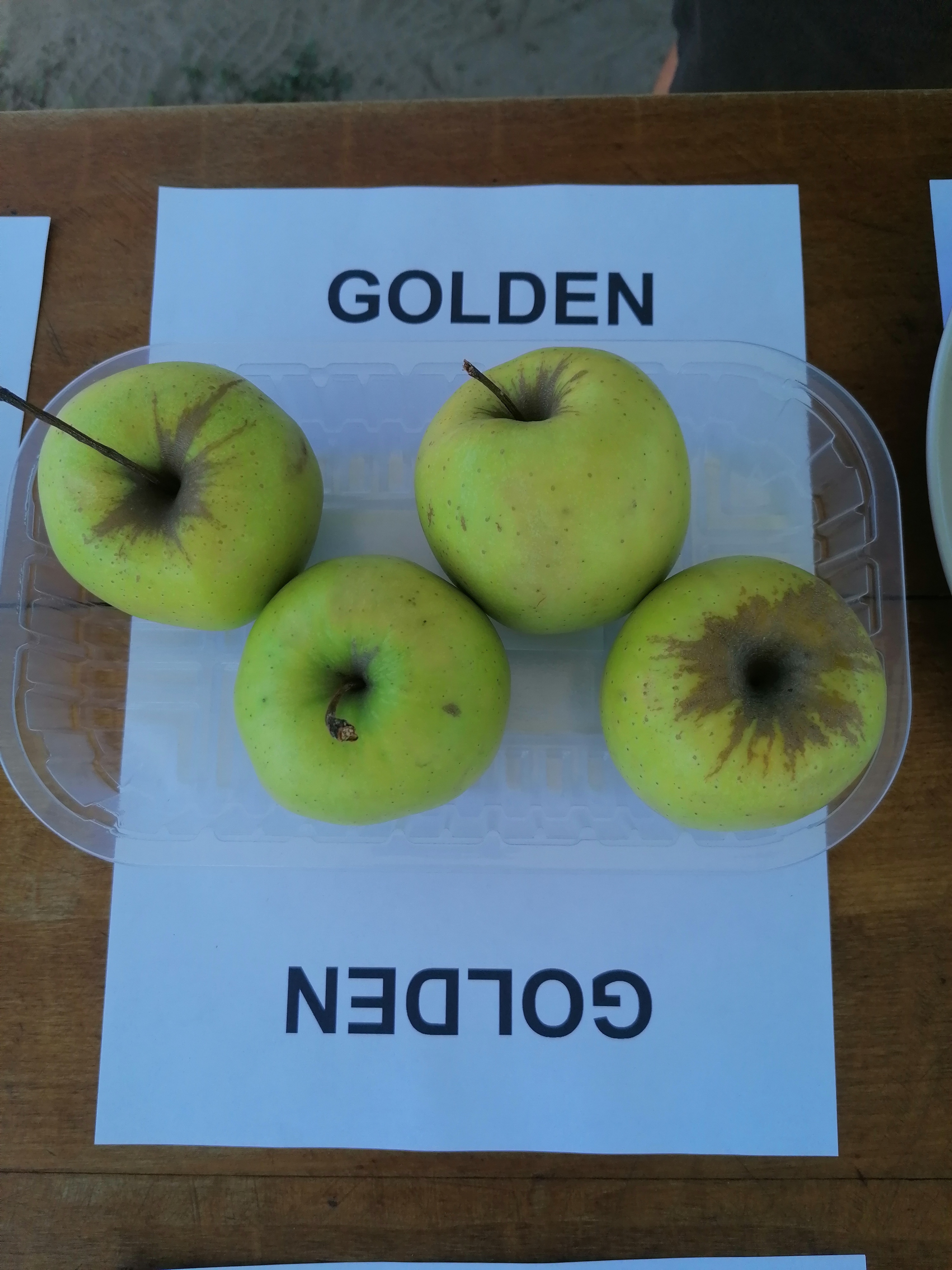 Golden Delicious Reinders almafa
